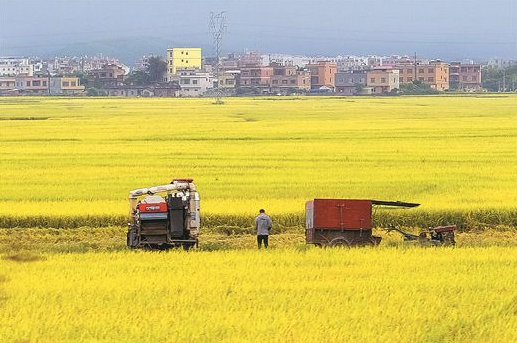 夏糧再獲豐收 牢牢端穩(wěn)手中“飯碗” 廣西保持播種面積、單產(chǎn)、總產(chǎn)量“三增長(zhǎng)”