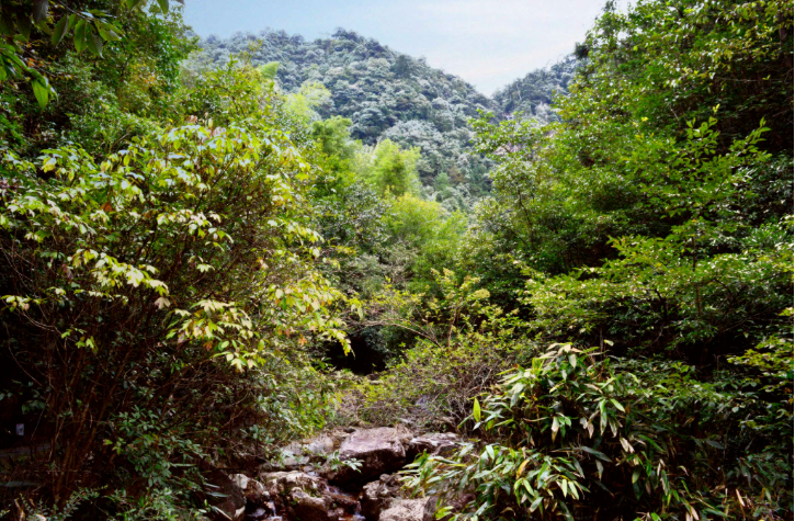 珍禽異獸、萬(wàn)千草木，將在這里繁衍生長(zhǎng)——國(guó)家公園空間布局里的生物多樣性保護(hù)