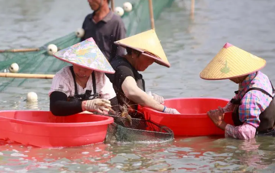 年產(chǎn)值近40億元 江蘇高郵授獲“中國生態(tài)大蝦之都”稱號