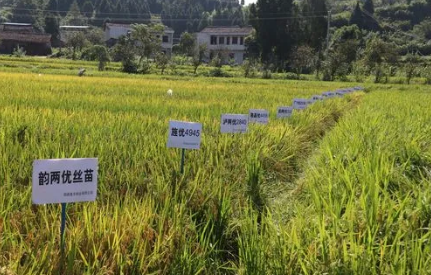 四川種業(yè)自主創(chuàng)新亮點紛呈