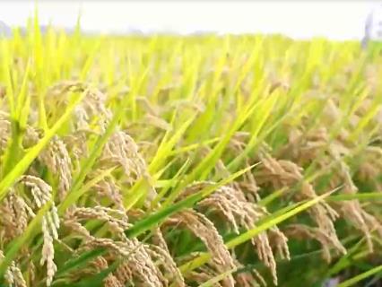 推進水稻產業(yè)升級換擋 北方水稻研究中心為提升糧食產能提供科技支撐