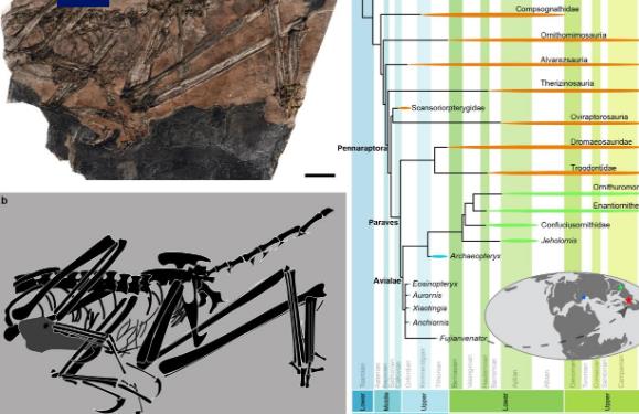 中國(guó)發(fā)現(xiàn)新的鳥翼類恐龍化石“奇異福建龍”