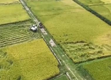 扛穩(wěn)糧食安全重任 湖南多面發(fā)力確保選好種、育好種、種好糧