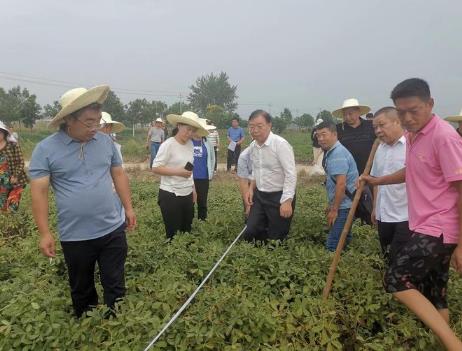 我國新品種花生創(chuàng)長江流域高產(chǎn)紀(jì)錄