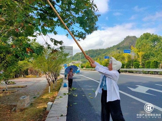 永嘉縣煙草專賣局（分公司）：“香溢”志愿助力秋收農忙