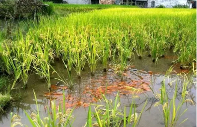 稻香魚(yú)肥話豐年——來(lái)自苗鄉(xiāng)侗寨的秋收見(jiàn)聞