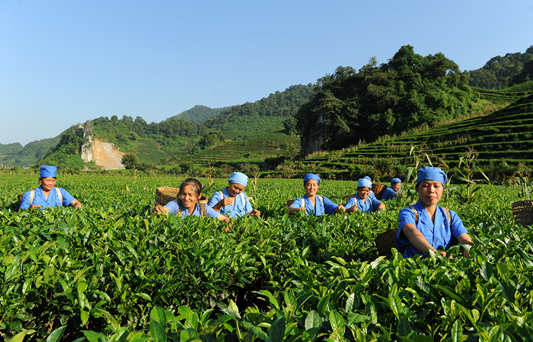 云南廣南：從賣茶葉到賣文化和服務(wù)