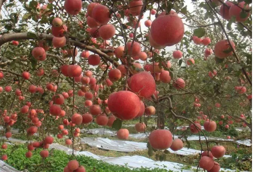 黃河岸邊果飄香——山西運城水果產(chǎn)業(yè)高質(zhì)量發(fā)展觀察