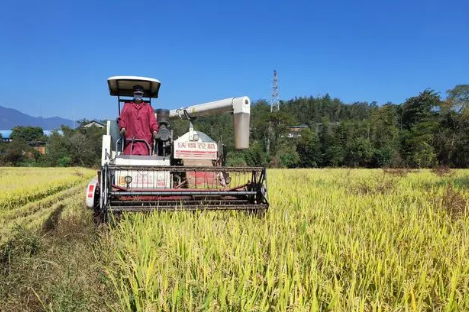 再生稻香飄致富路——“福建糧倉”浦城秋收見聞