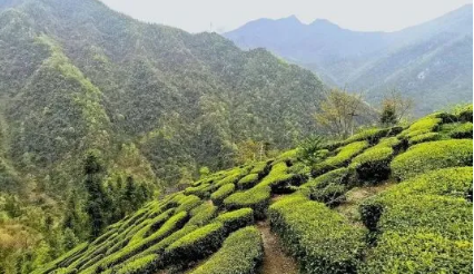 湖北省出臺“茶十條”推動楚茶崛起