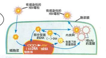 預(yù)防艾滋病、梅毒和乙肝母嬰傳播小課堂（一）