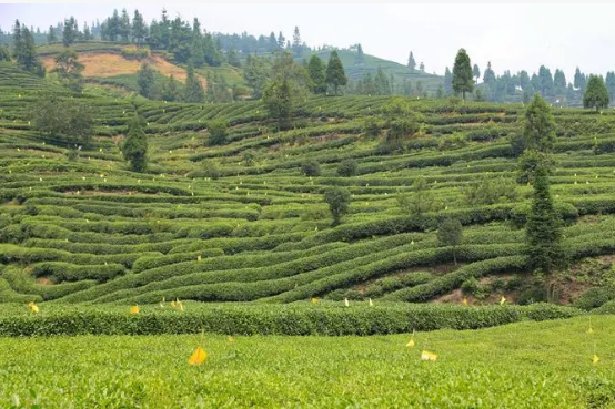 四川樂山：打造“峨眉山茶”特色產業(yè)名片