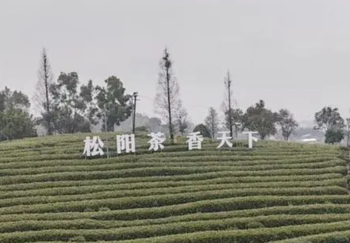 浙江松陽縣通過“中國生態(tài)香茶之都”評審