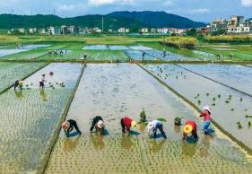 福建省春耕備耕工作有序開展