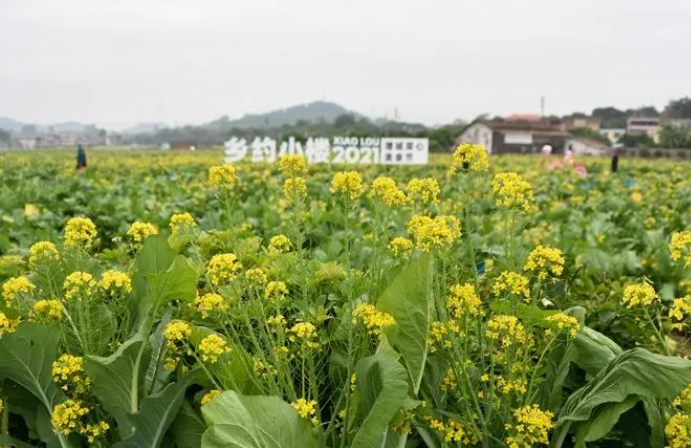 廣州增城：“小特產(chǎn)”推動鄉(xiāng)村產(chǎn)業(yè)“大發(fā)展”