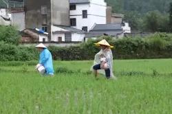 強降雨造成南方多地農(nóng)作物不同程度受災(zāi) 農(nóng)戶爭分奪秒補插秧苗