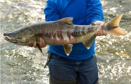 生態(tài)冷水魚 致富“熱經(jīng)濟(jì)” 黑龍江同江市推動(dòng)鰉魚產(chǎn)業(yè)高質(zhì)量發(fā)展