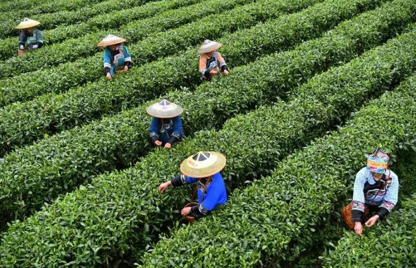 立足特色 發(fā)揮優(yōu)勢 湖南保靖縣推動黃金茶產(chǎn)業(yè)高質(zhì)量發(fā)展