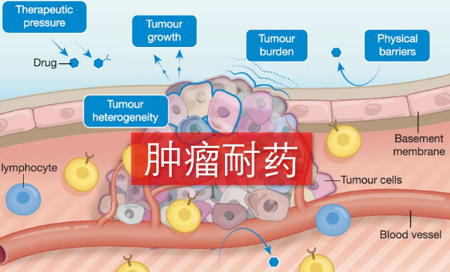 我國科學(xué)家對腫瘤耐藥機(jī)制的研究取得突破