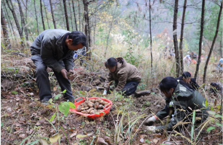 重慶國儲林項目提升林業(yè)“含金量” 助力大巴山區(qū)鄉(xiāng)村振興