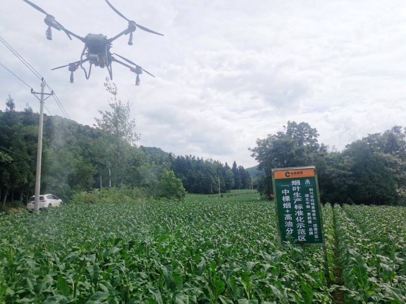 湖北利川：綠色防控保生態(tài)保業(yè)興保增收