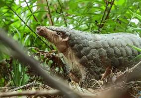 十四部門聯(lián)合發(fā)文！廣東持續(xù)強化野生動物及其棲息地保護