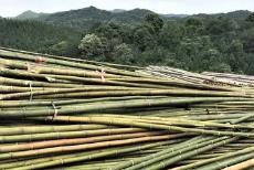 福建省竹產業(yè)高質量發(fā)展供需對接活動舉行 現(xiàn)場簽約金額達7.7億元