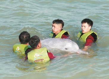 福建首次成功救助擱淺中華白海豚