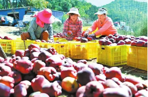 甘肅天水積極培育優(yōu)勢產(chǎn)業(yè) 助力鄉(xiāng)村振興