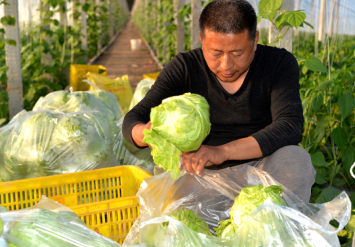 支部領(lǐng)辦合作社 村民致富奔小康