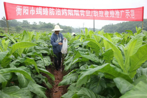  湖南衡陽(yáng)：綠色防控助力煙葉提質(zhì)增收