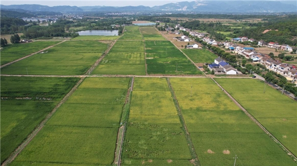 湖北當(dāng)陽金沙村：善用“多彩畫筆”擘畫鄉(xiāng)村振興美麗新畫卷