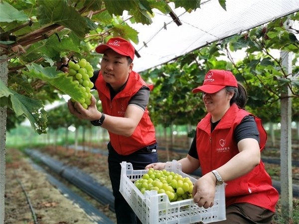 葡萄串起致富路 碩果飄香迎豐收