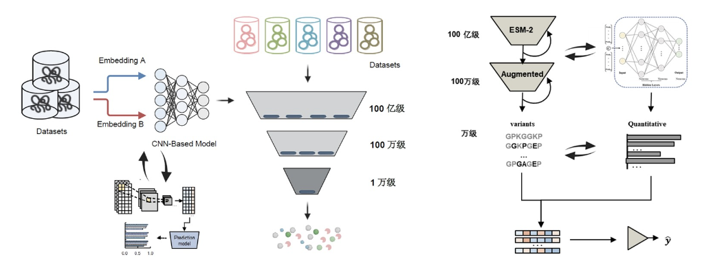 AI技術(shù)輔助蛋白高效設(shè)計(jì)，普言生物實(shí)現(xiàn)蛋白功能提升10倍以上