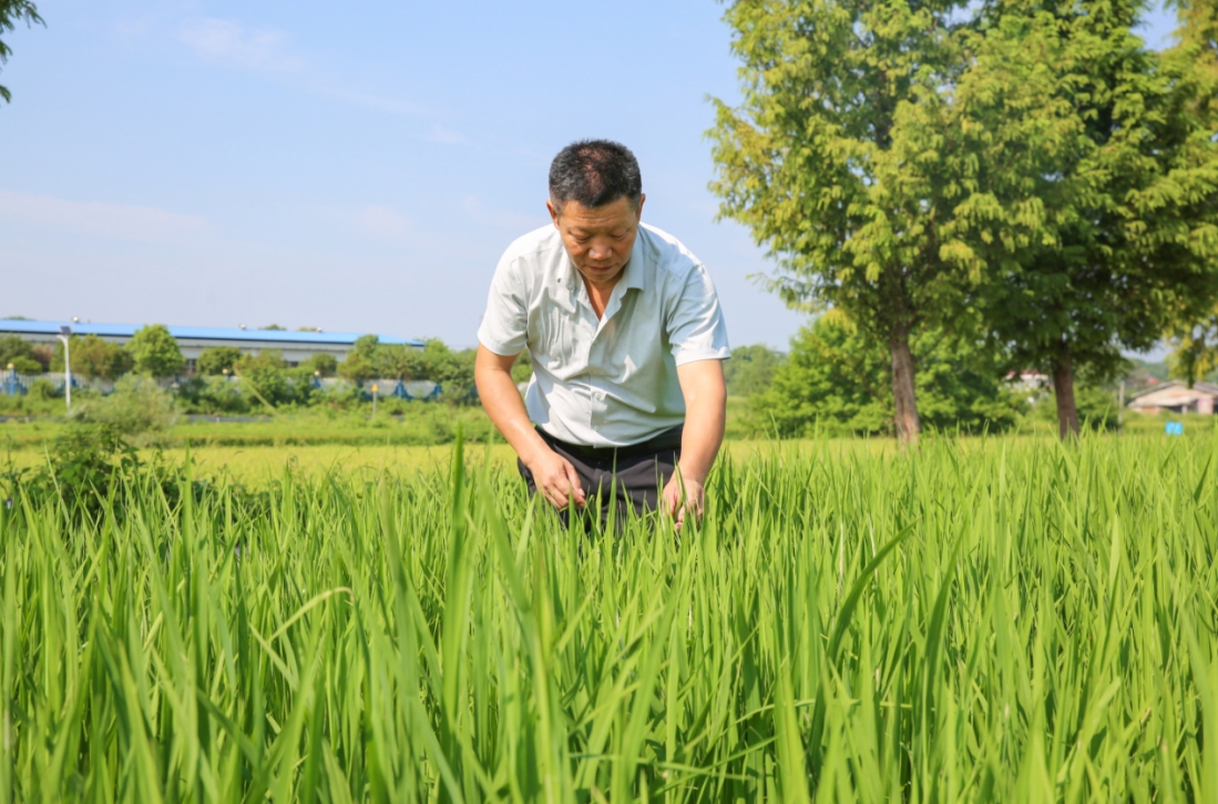 長沙寧鄉(xiāng)：科學(xué)植煙生態(tài)“綠” ，全力推進(jìn)現(xiàn)代農(nóng)業(yè)綠色發(fā)展！